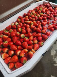 イチゴビールをOEM製造